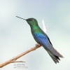 Голубокрылый колибри