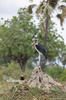 Afrikinis marabu