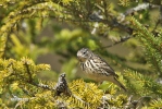 Anthus pratensis