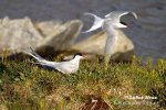 Arctic tern