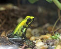 Bicolored Dart Frog