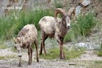 Bighorn Sheep