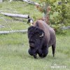 Bisonoxe