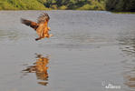 Black-collared Hawk