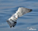 Black-headed Gull