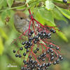 Blackcap