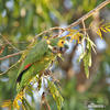 Blue-fronted Parrot