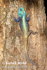Blue Headed Southern Tree Agama