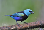 Blue-necked Tanager