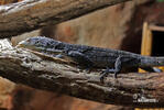 Blue-spotted Tree Monitor