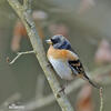 Brambling