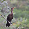 Brazila kormorano