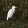 Bubulcus ibis