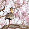 Buff-necked Ibis