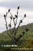 Buitre dorsiblanco africano
