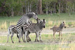 Burchells zebra Almindelig