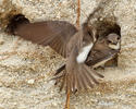 Burung Layang-layang Awan