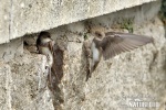 Burung Layang-layang Awan