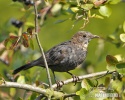 Burung sikatan hitam