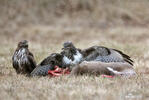 Buteo buteo