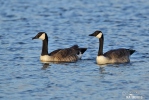 Canada Goose