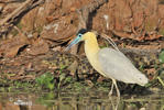 Capped Heron