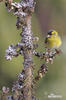 Carduelis spinus