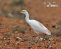 Cattle Egret