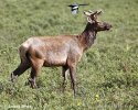 Cervus elaphus canadensis