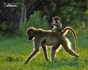 Chacma Baboon