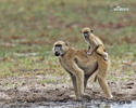 Chacma Baboon