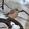 Collared Flycatcher