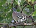 Columba palumbus