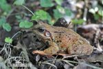 Common Grass Frog