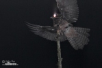 Common Potoo