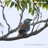 Coracias garrulus