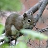 Écureuil roux Amérique du Nord