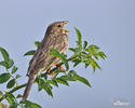 Emberiza calandra