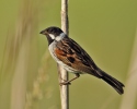 Emberiza schoeniclus