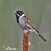 Emberiza schoeniclus