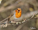 Erithacus rubecula