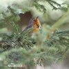 Erithacus rubecula