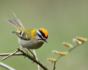 Firecrest