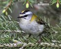 Firecrest