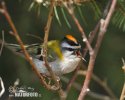 Firecrest