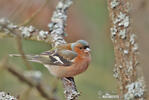 Fringilla coelebs