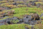 Galapagos Land Iguana