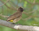 Garden Bulbul