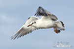 Gaviota reidora