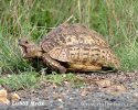 Geochelone pardalis